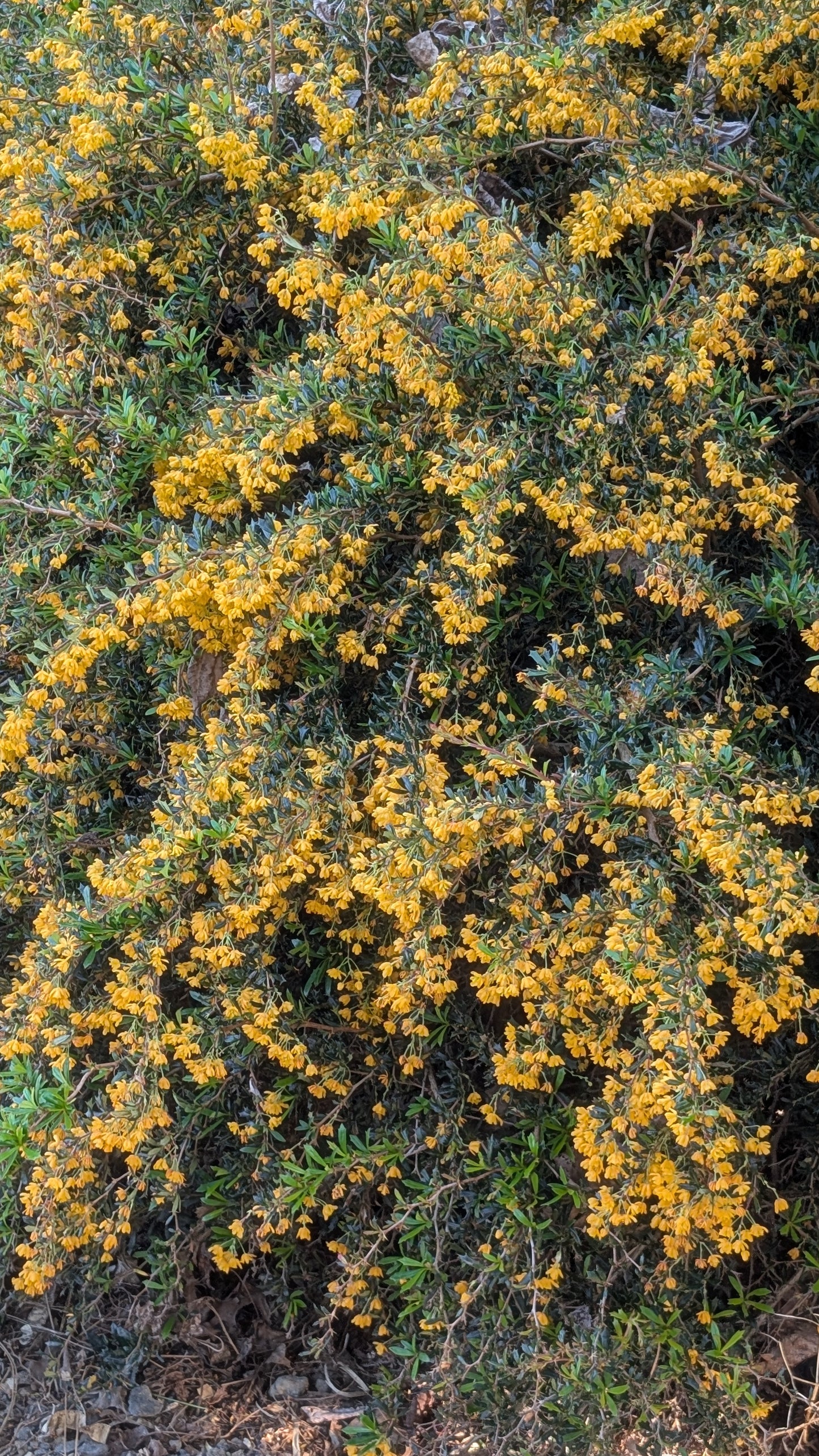 Berberis x stenophylla 'Irwinii'