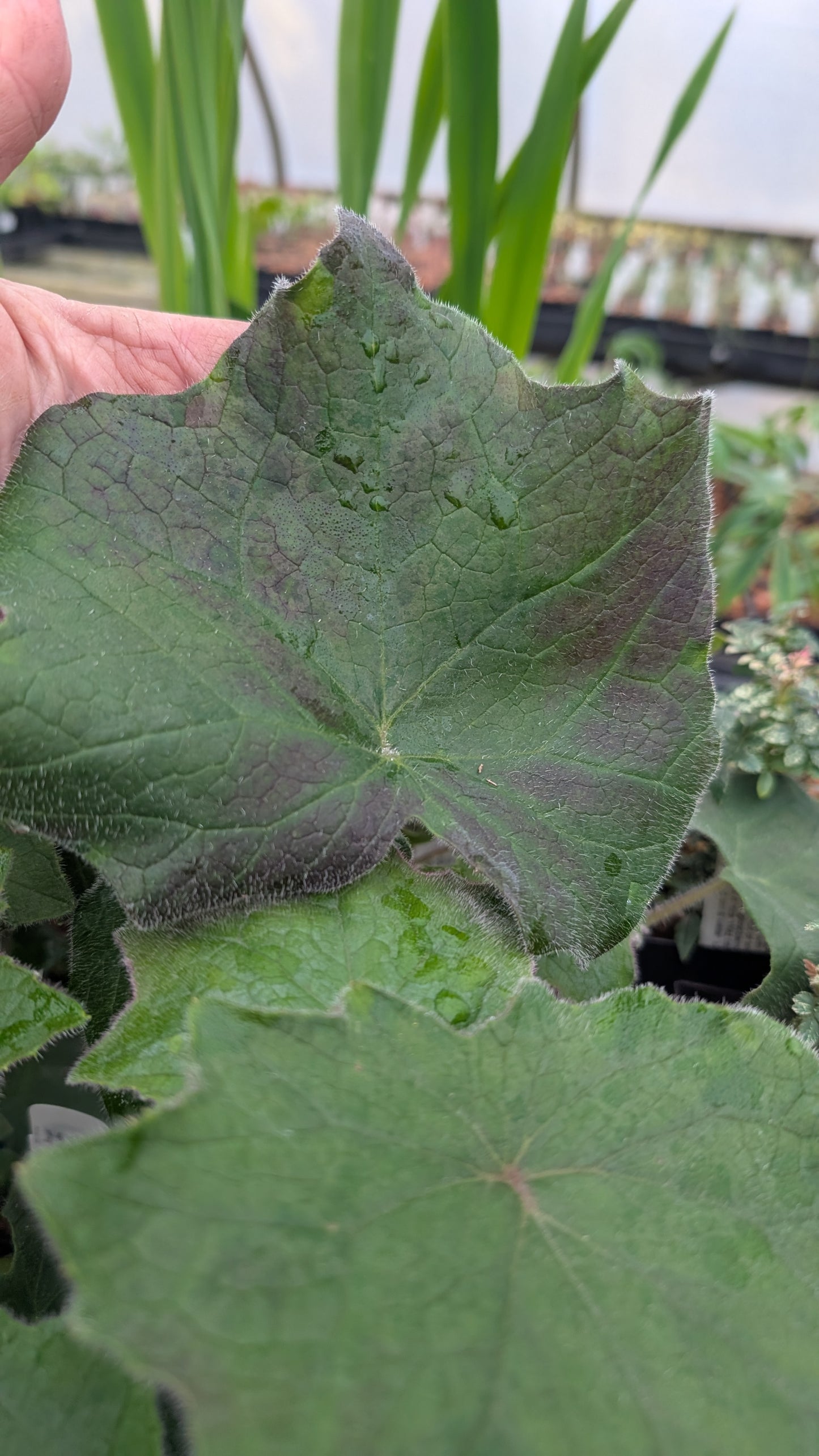Senecio cristobalensis