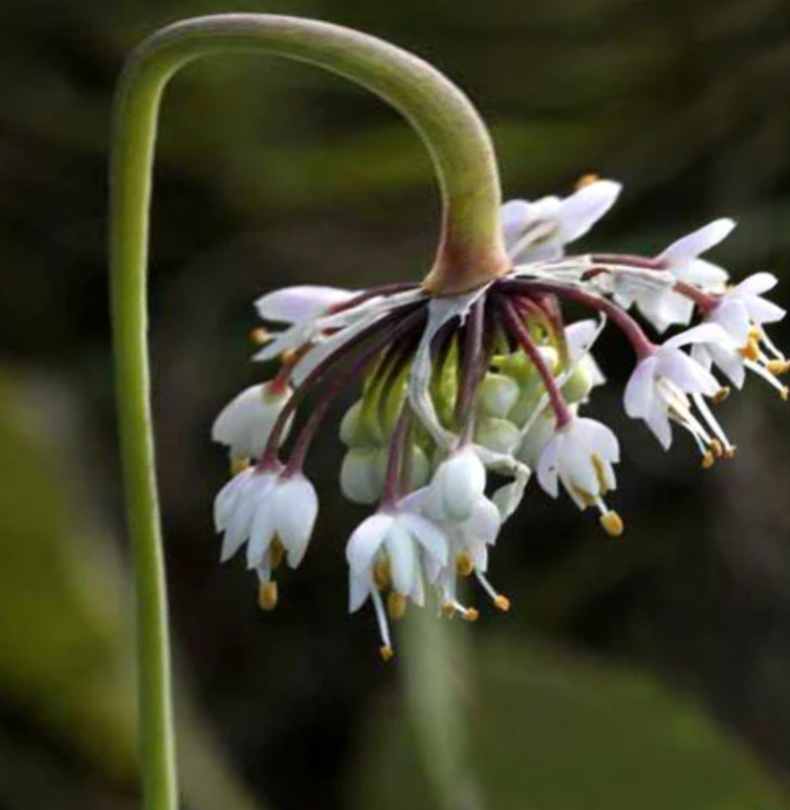 Allium cernuum ‘Alba’