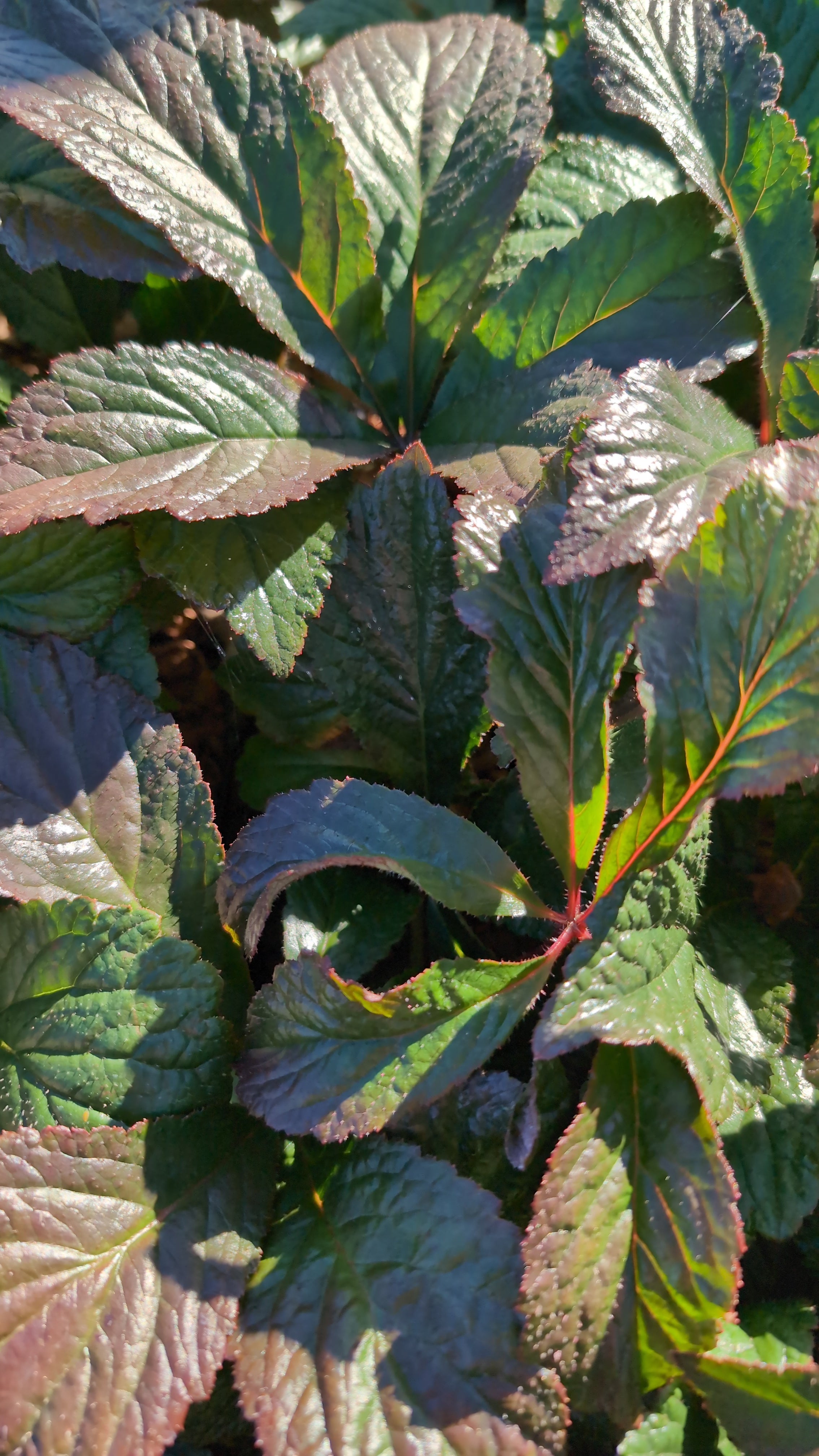 rodgersia plants Rodgersia pinnata 'Bronze Peacock' PP24780 – Secret Garden Growers