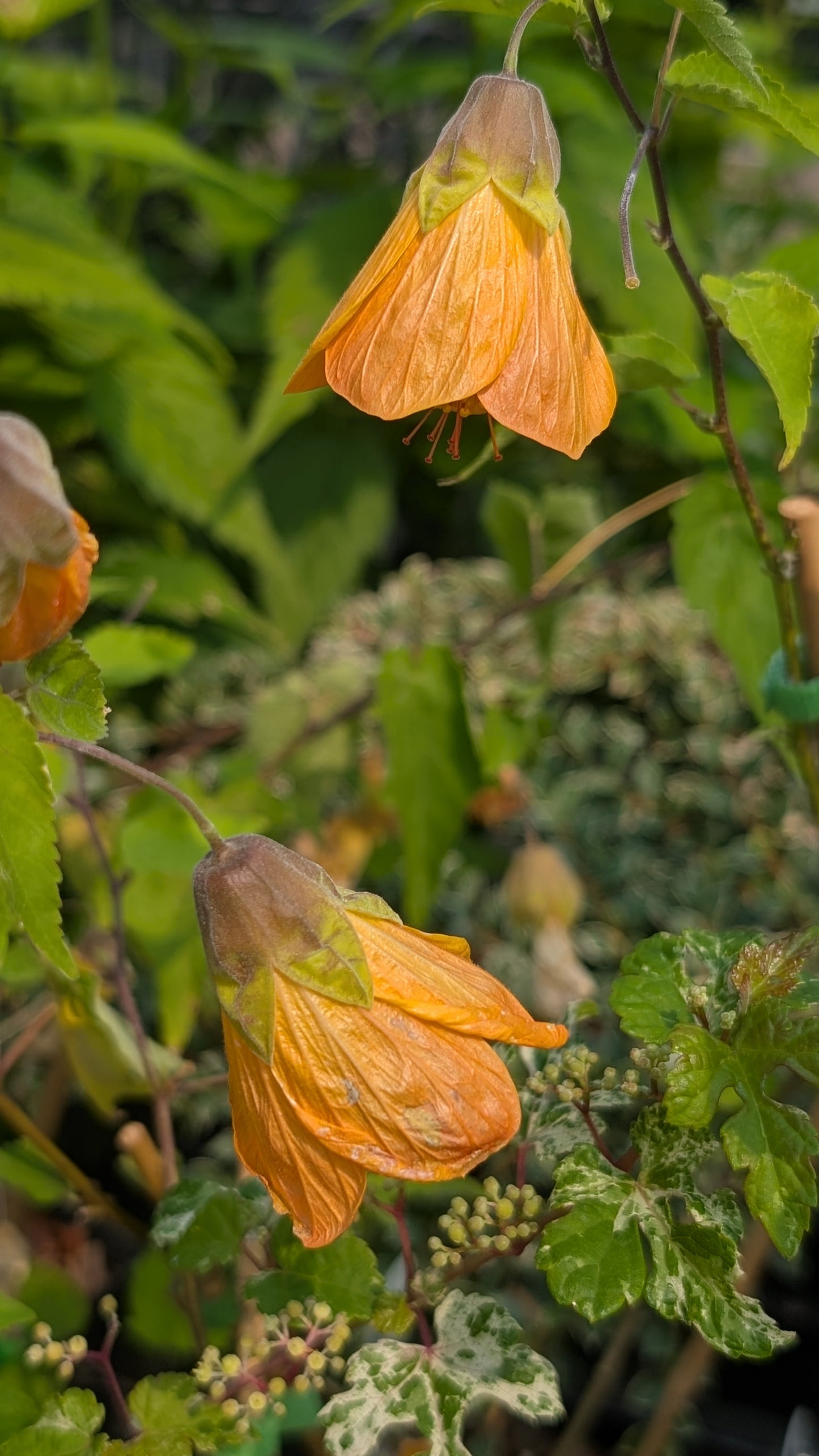 Abutilon ‘Bartley Schwarz’