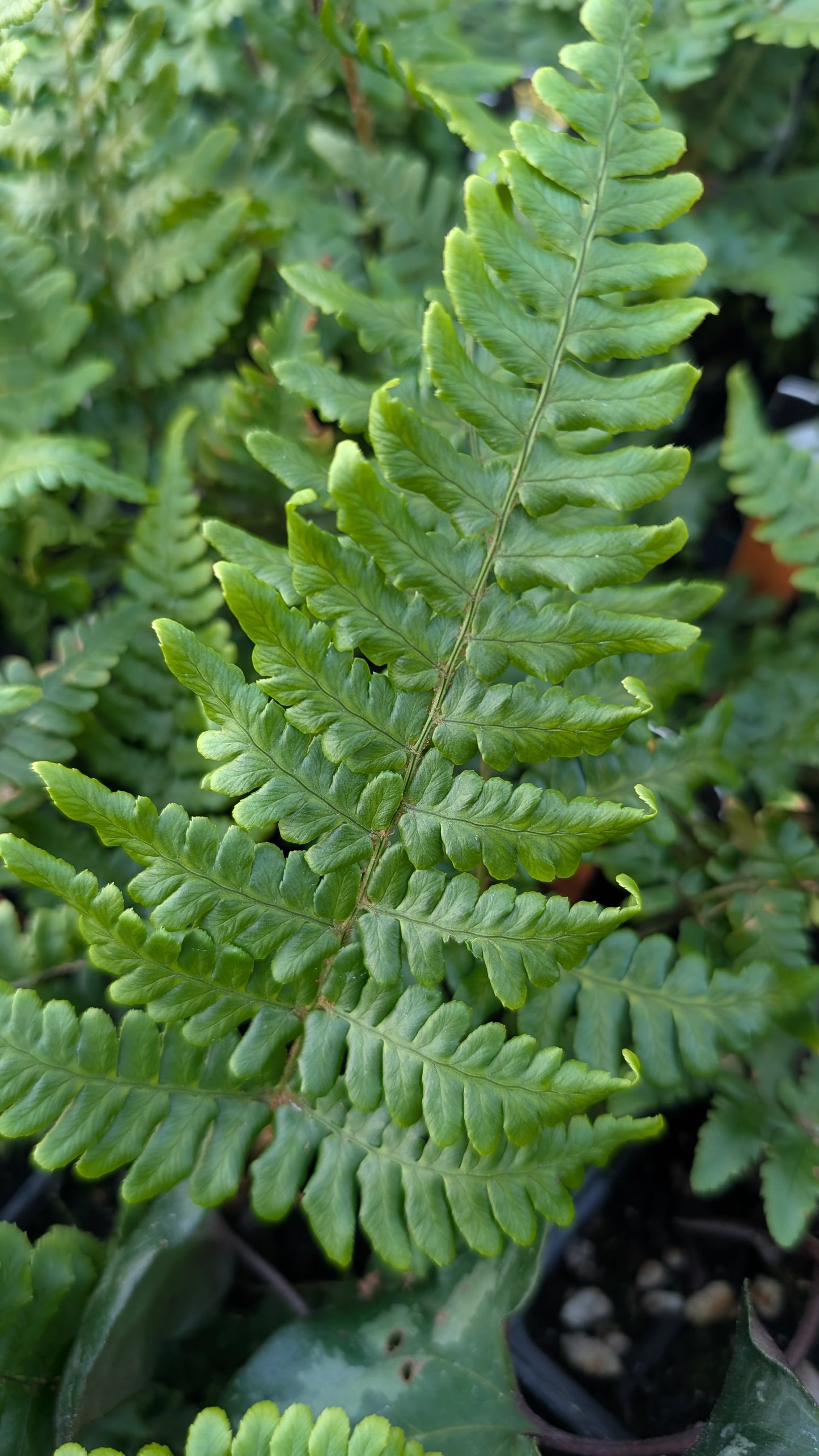 Dryopteris championii