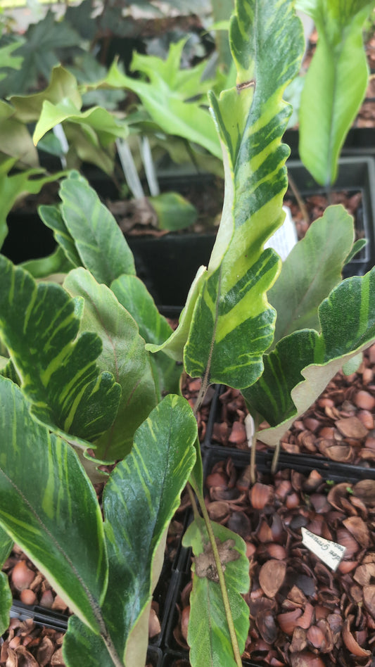 Pyrrosia lingua 'Yabane fu'