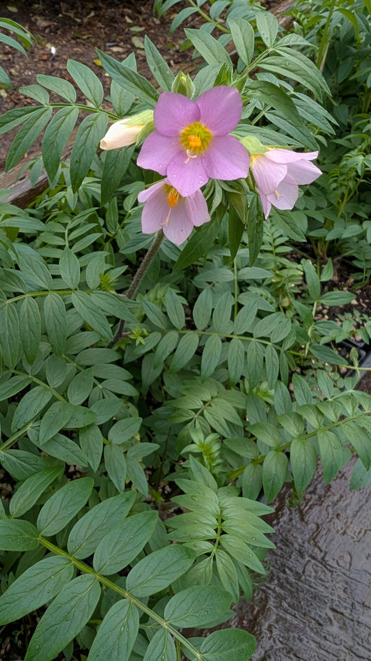 Polemonium carneum 'Apricot Delight'