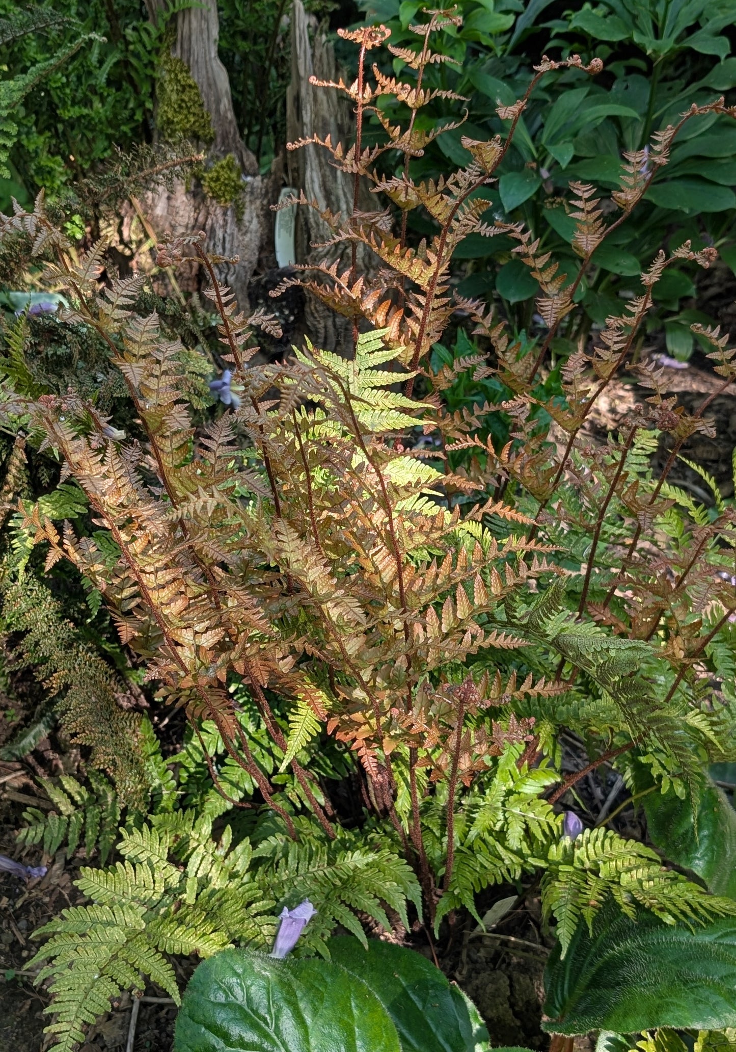 Dryopteris koidzumiana
