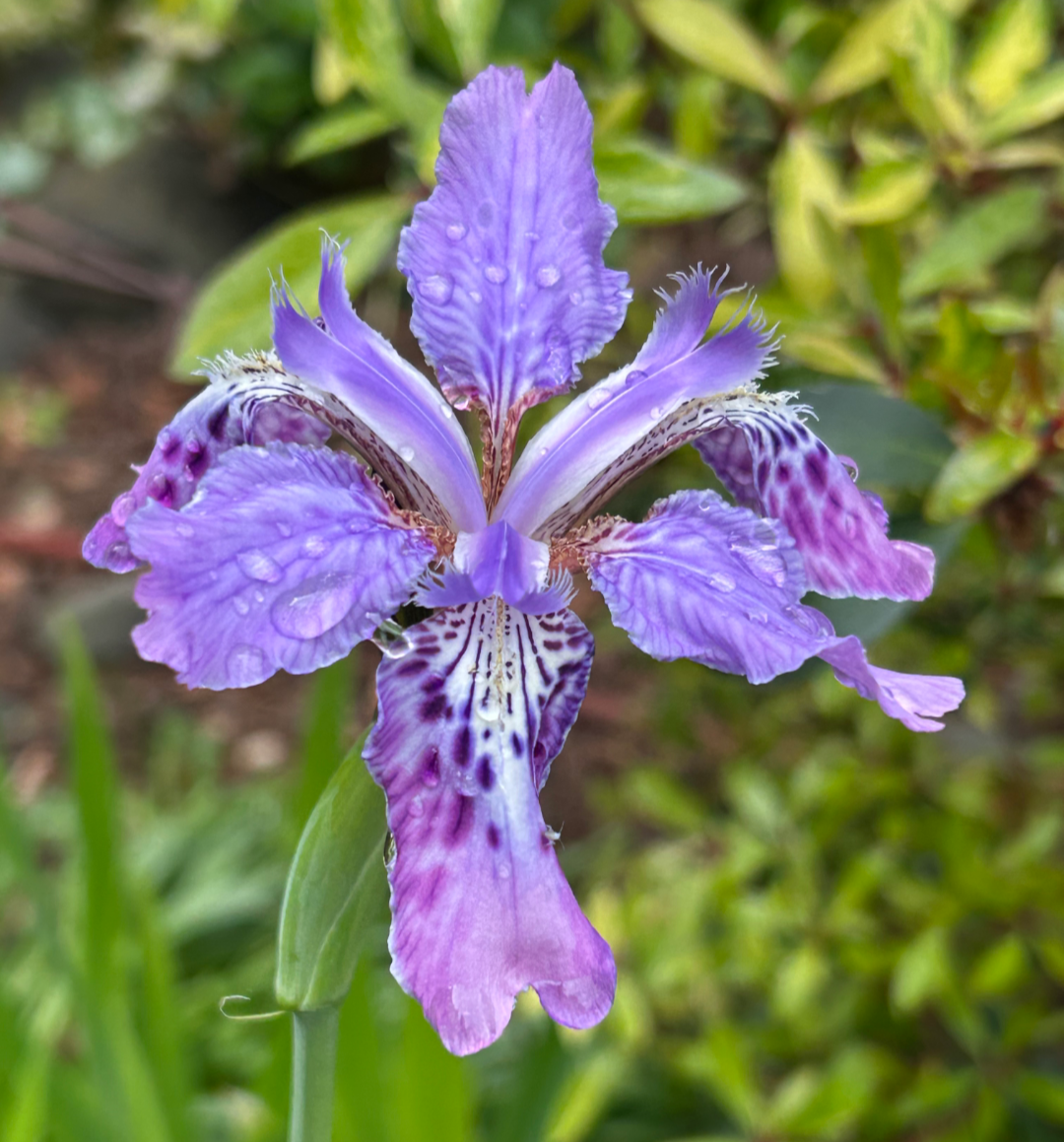 Iris millesii