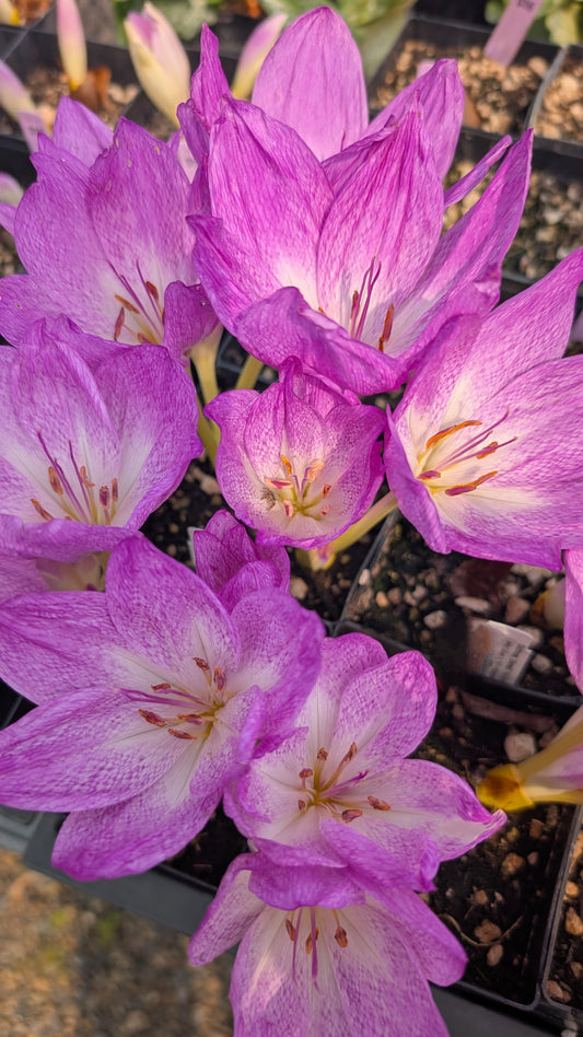Colchicum ‘Disraeli’