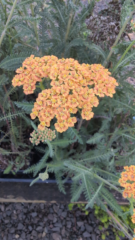 Achillea x millefolium 'Terra Cotta'