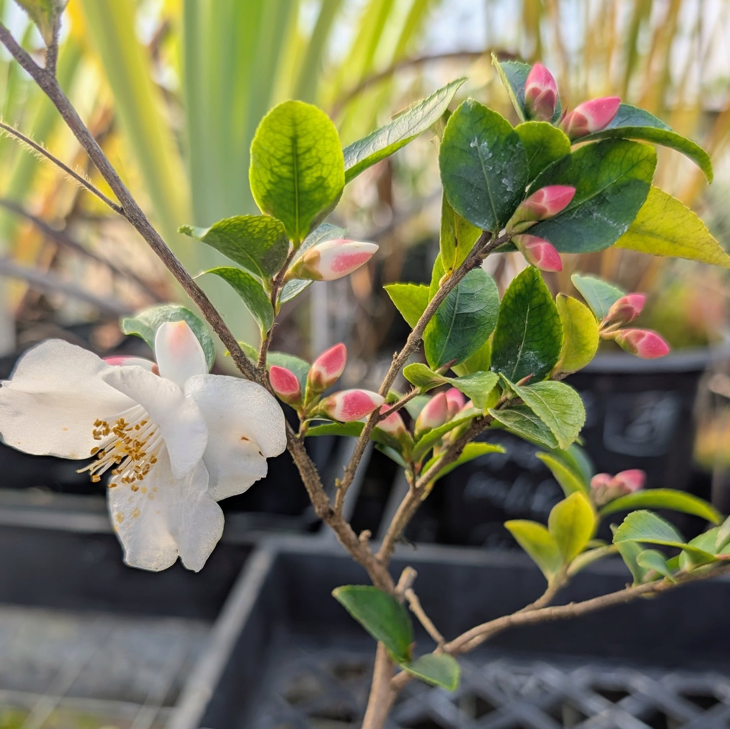 Camellia transarisanensis
