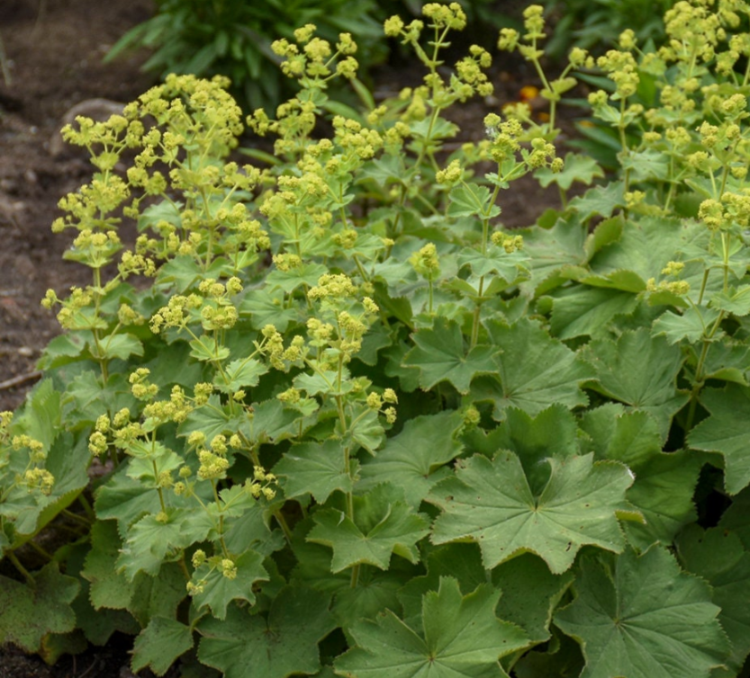Alchemilla erythropoda