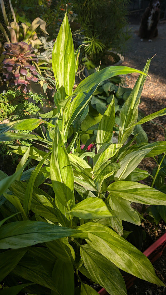 Zingiber mioga ‘Silver Arrow’