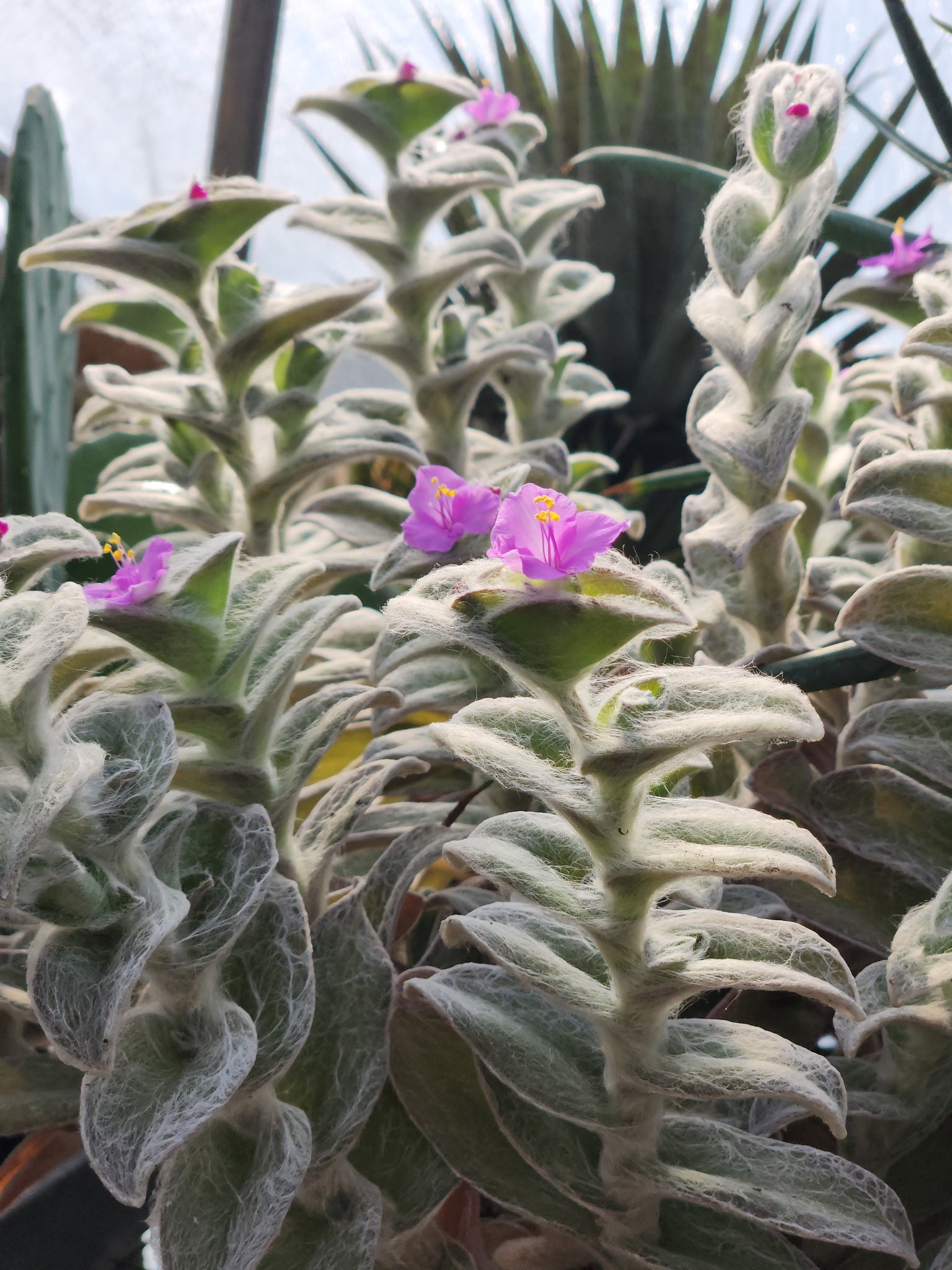 succulent tradescantia Tradescantia sillamontana