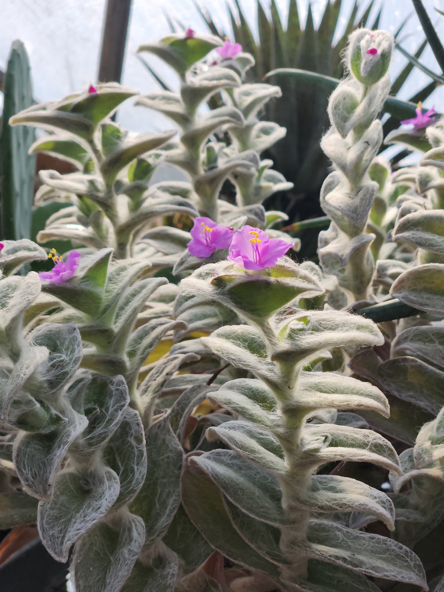 Tradescantia sillamontana