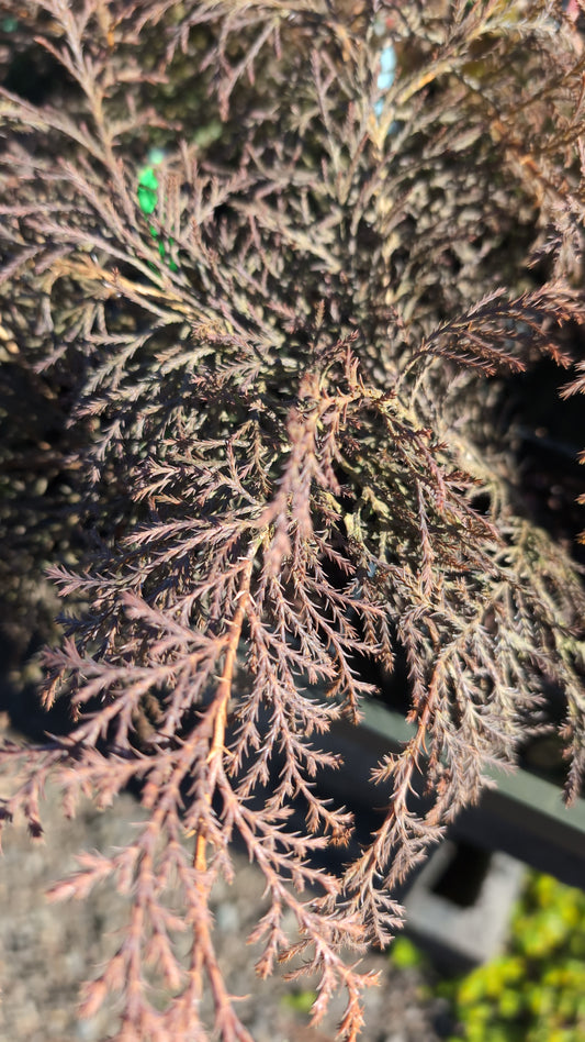 Microbiotica decussata