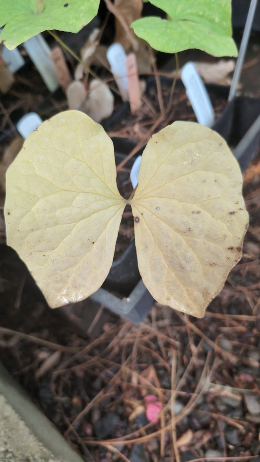 Jeffersonia diphylla