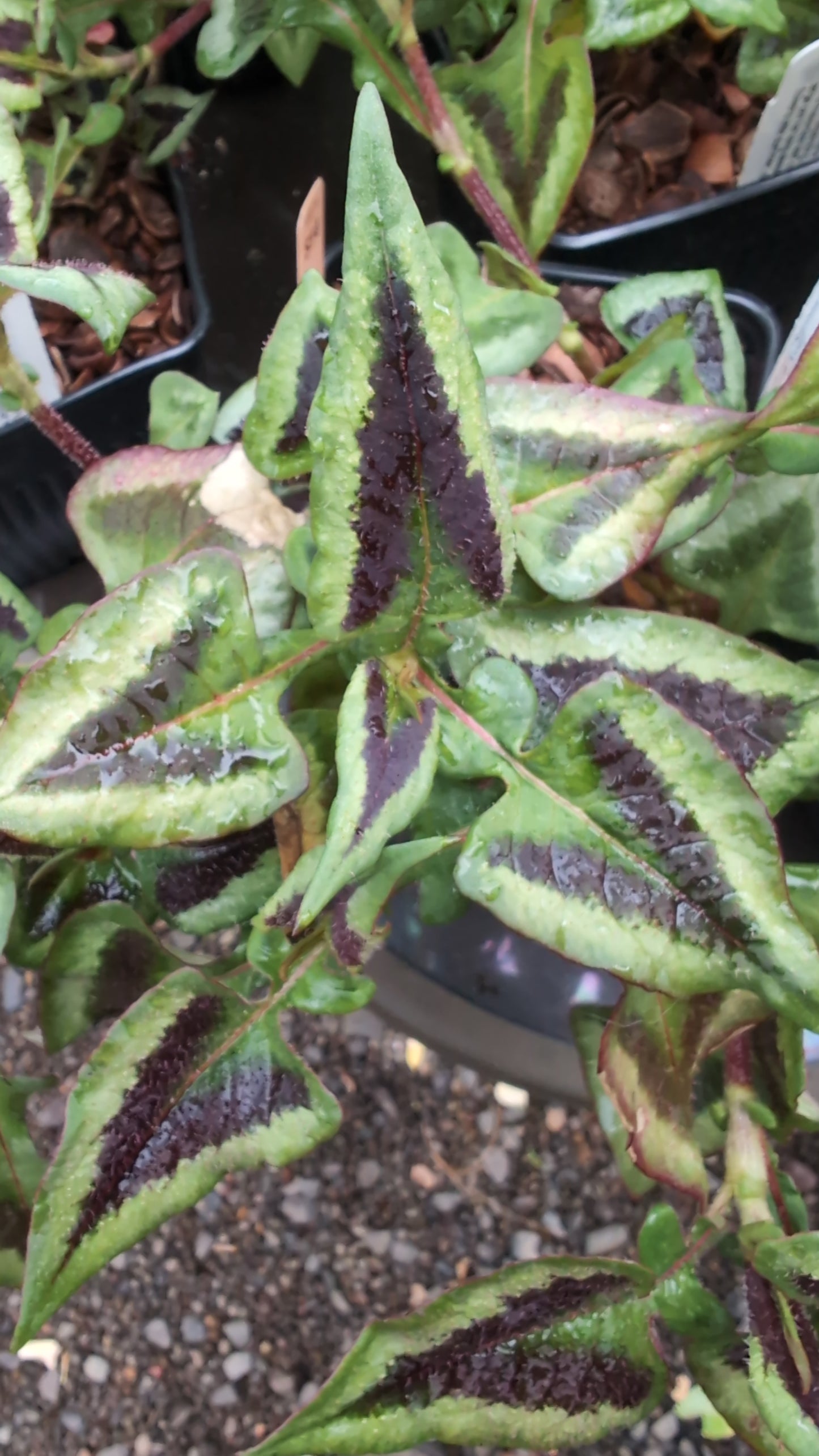 Persicaria runcinata ‘Purple Fantasy’
