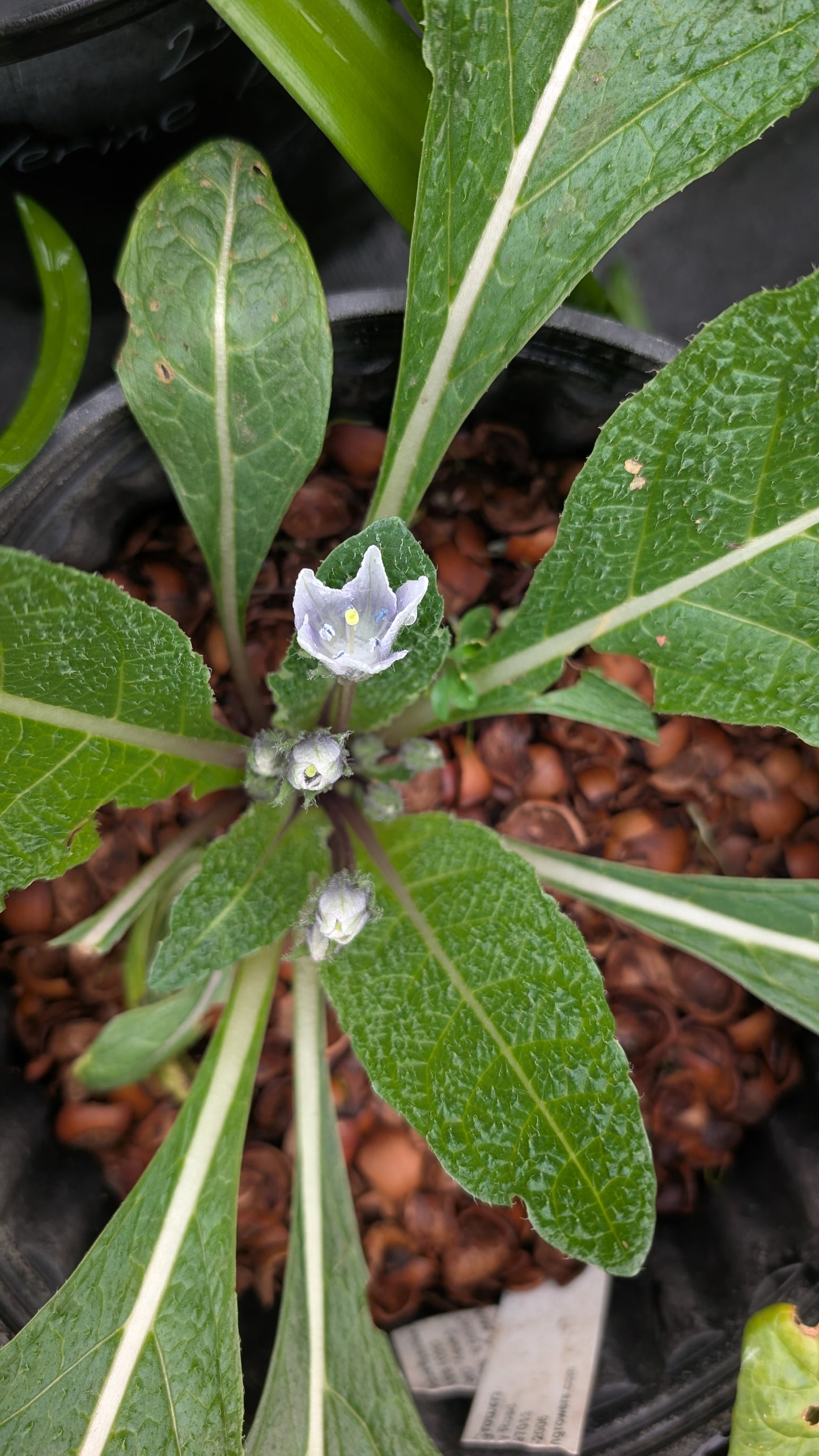 Mandragora autumnalis