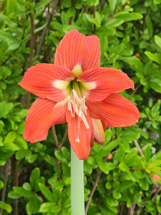 Hippeastrum 'Voodoo'