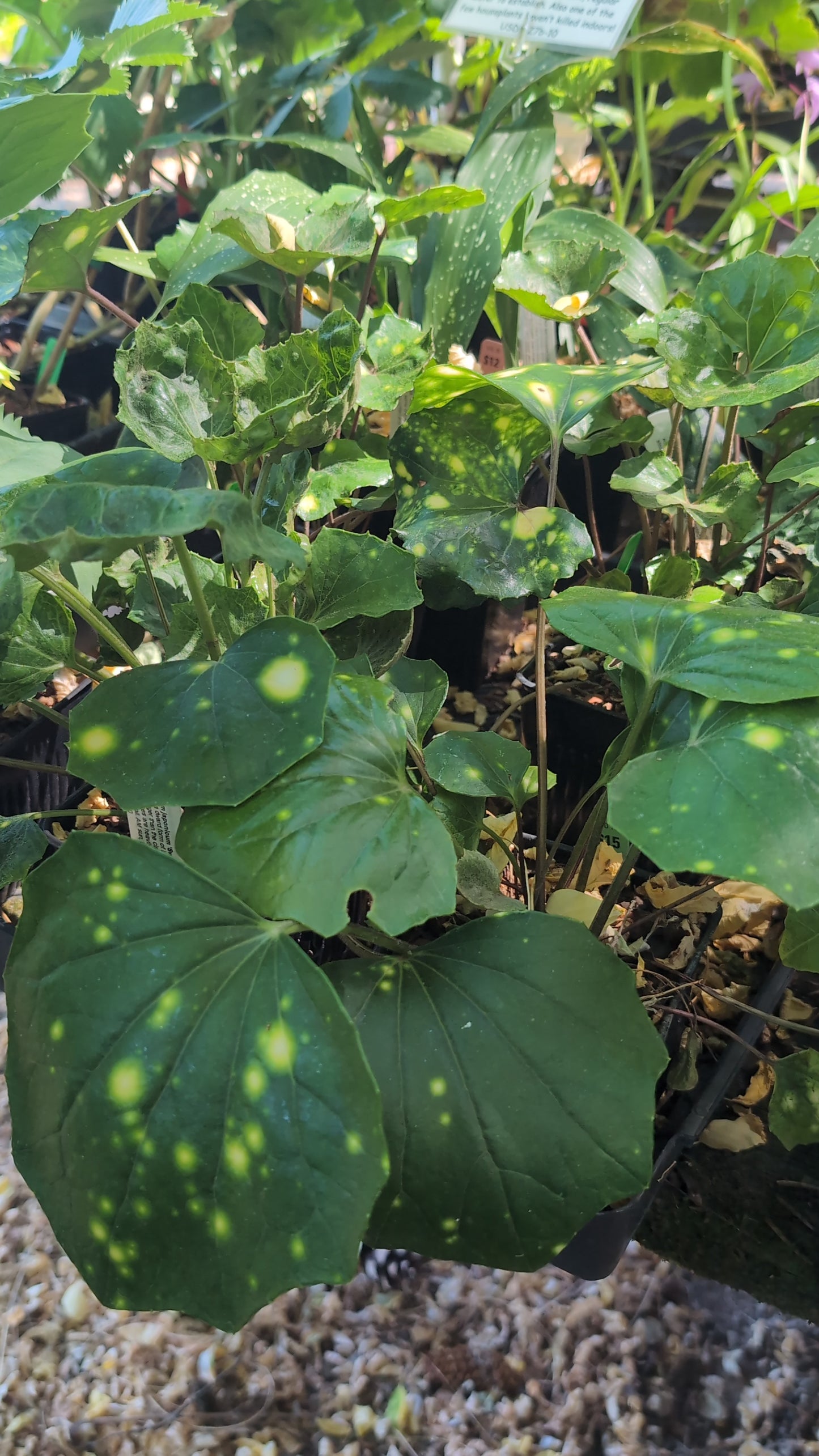 Farfugium japonicum 'Sweet Spot'