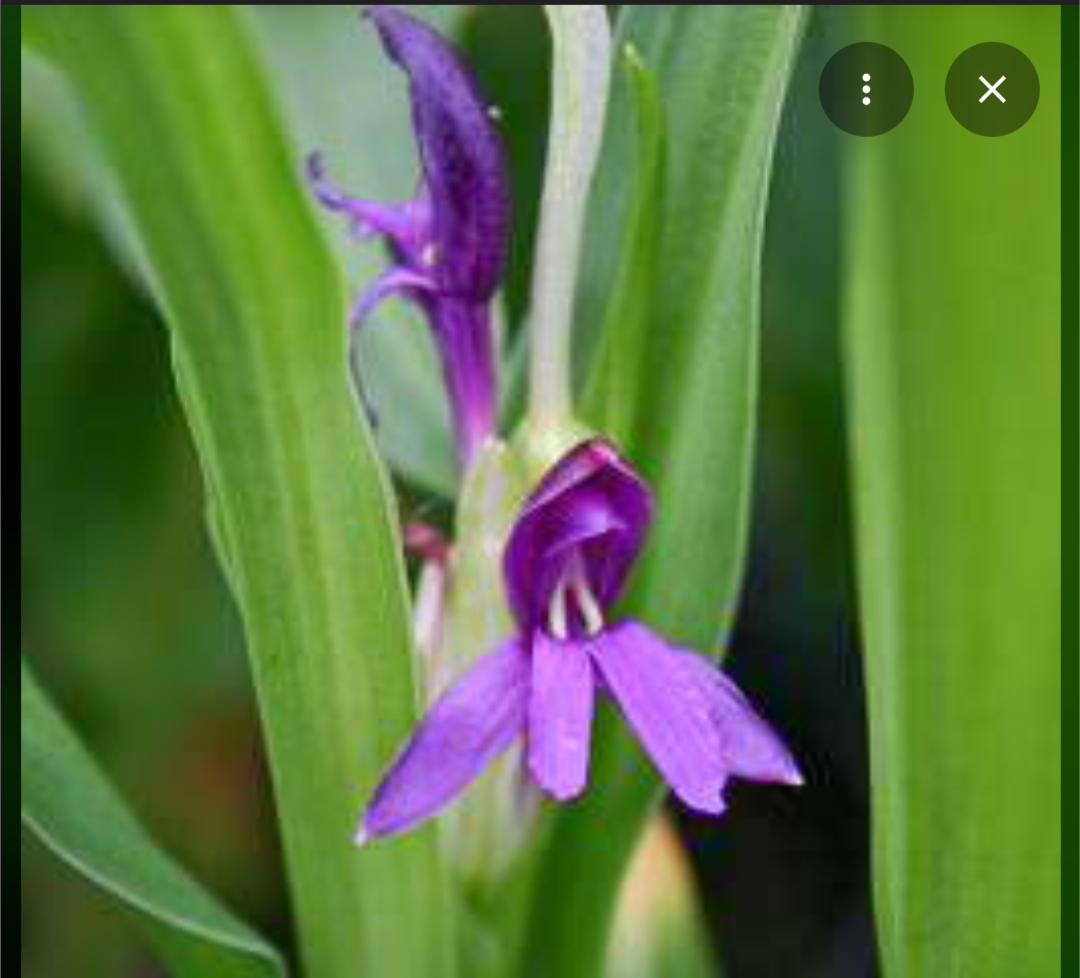 Roscoea tibetica DJHC0329