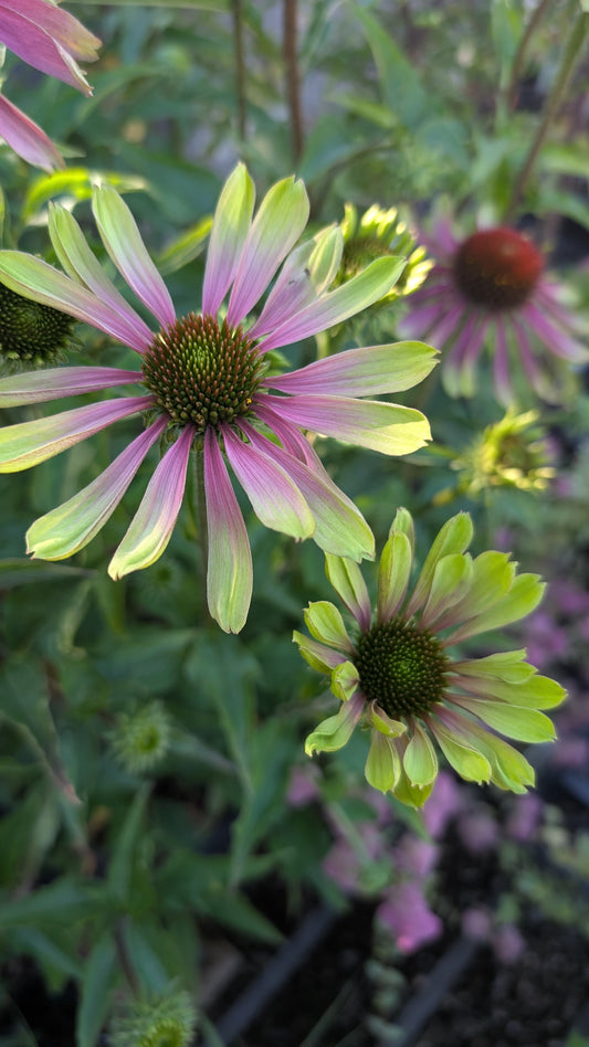 Echinacea ‘Green Twister’
