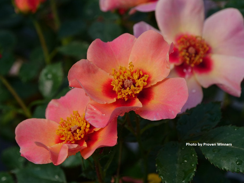 Rose Ringo All-Star™