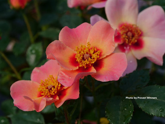 Rose Ringo All-Star™