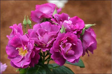 Rose Rhapsody in Blue