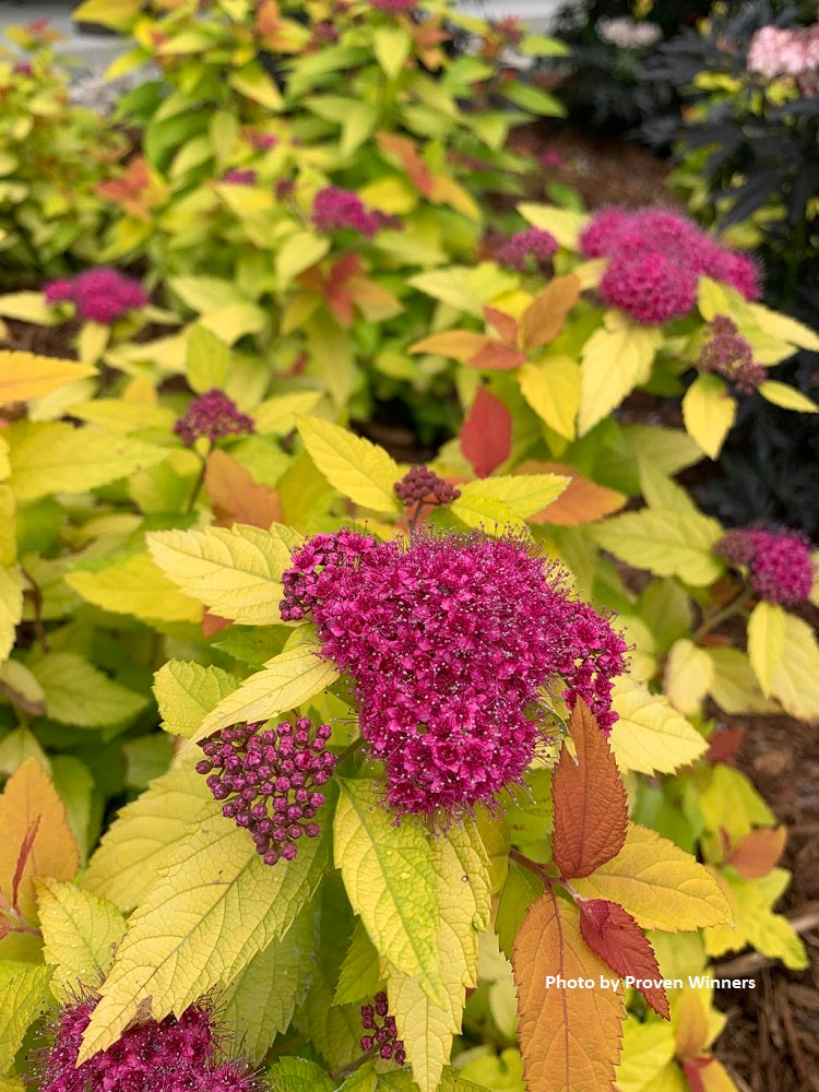 Spiraea japonica Double Play® Candy Corn™