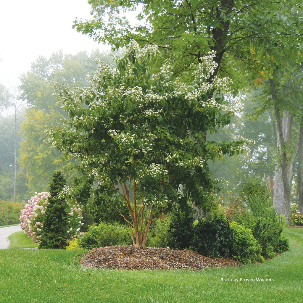 Heptacodium miconioides