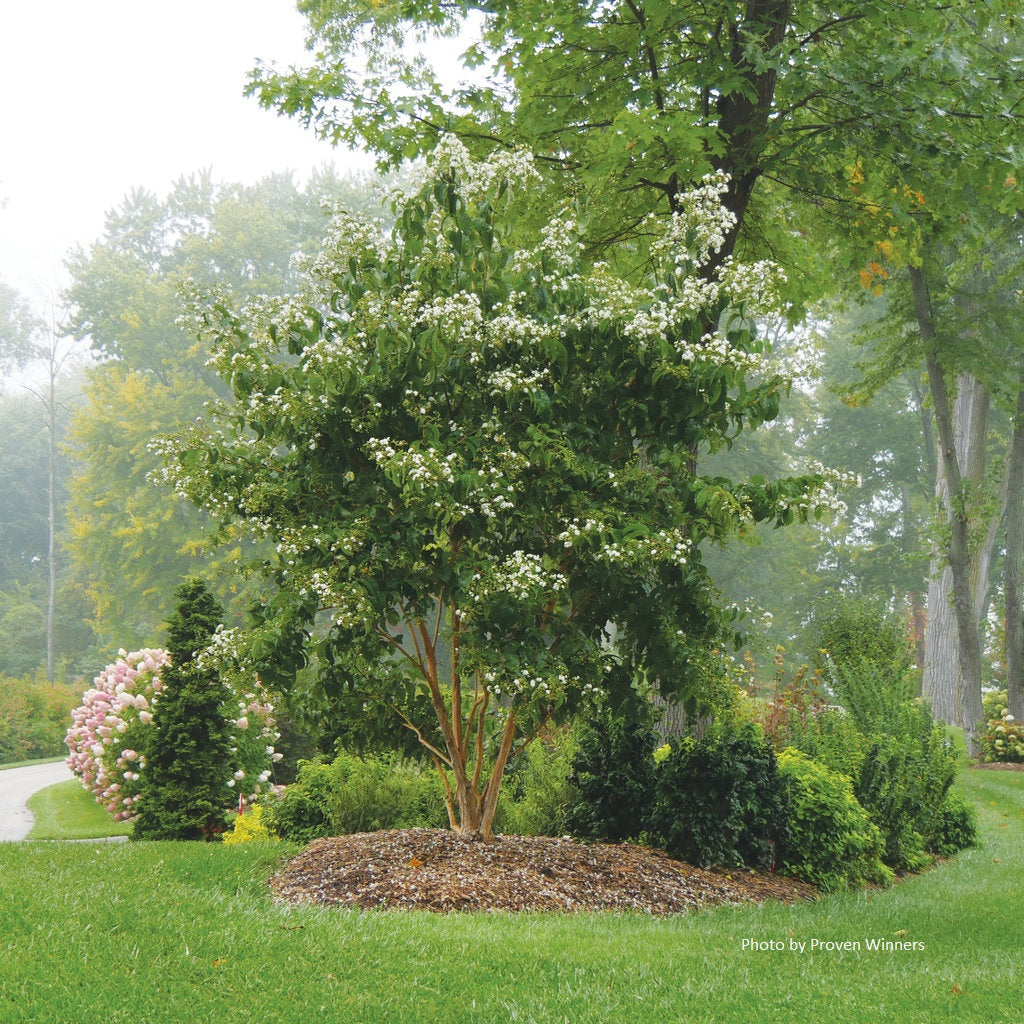 Heptacodium miconioides Temple of Bloom®