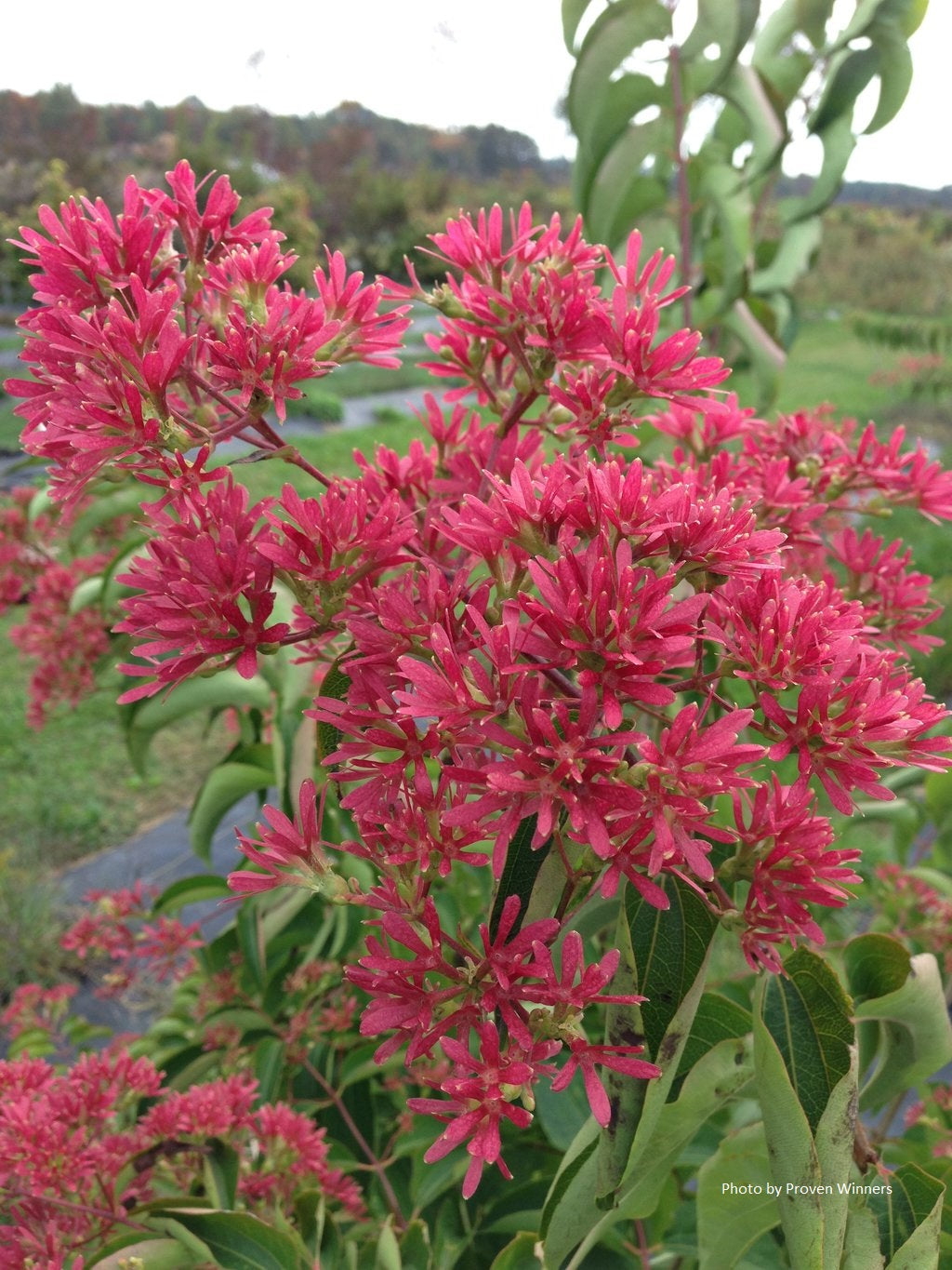 Heptacodium miconioides