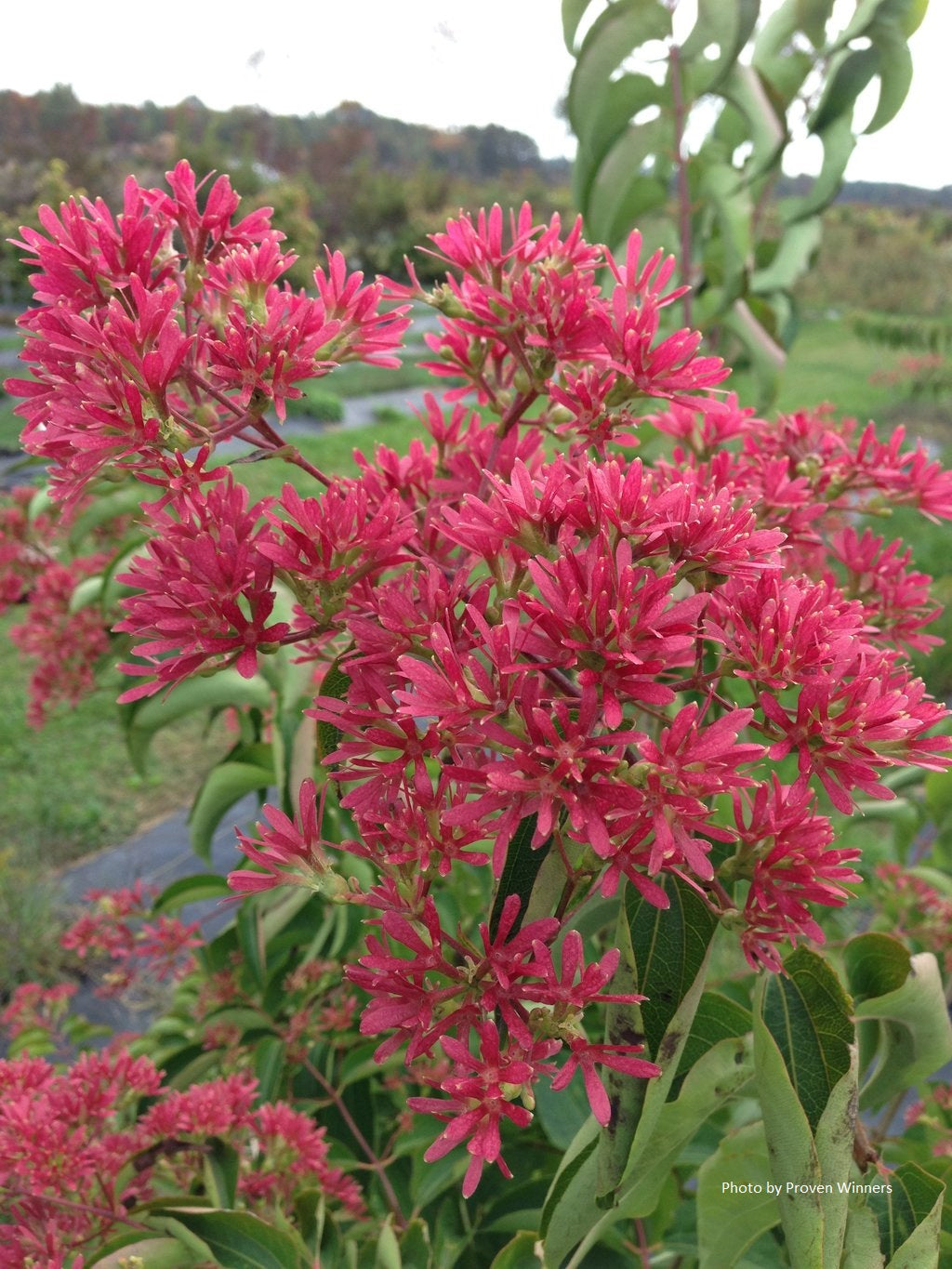 Heptacodium miconioides Temple of Bloom®