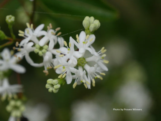 Heptacodium miconioides