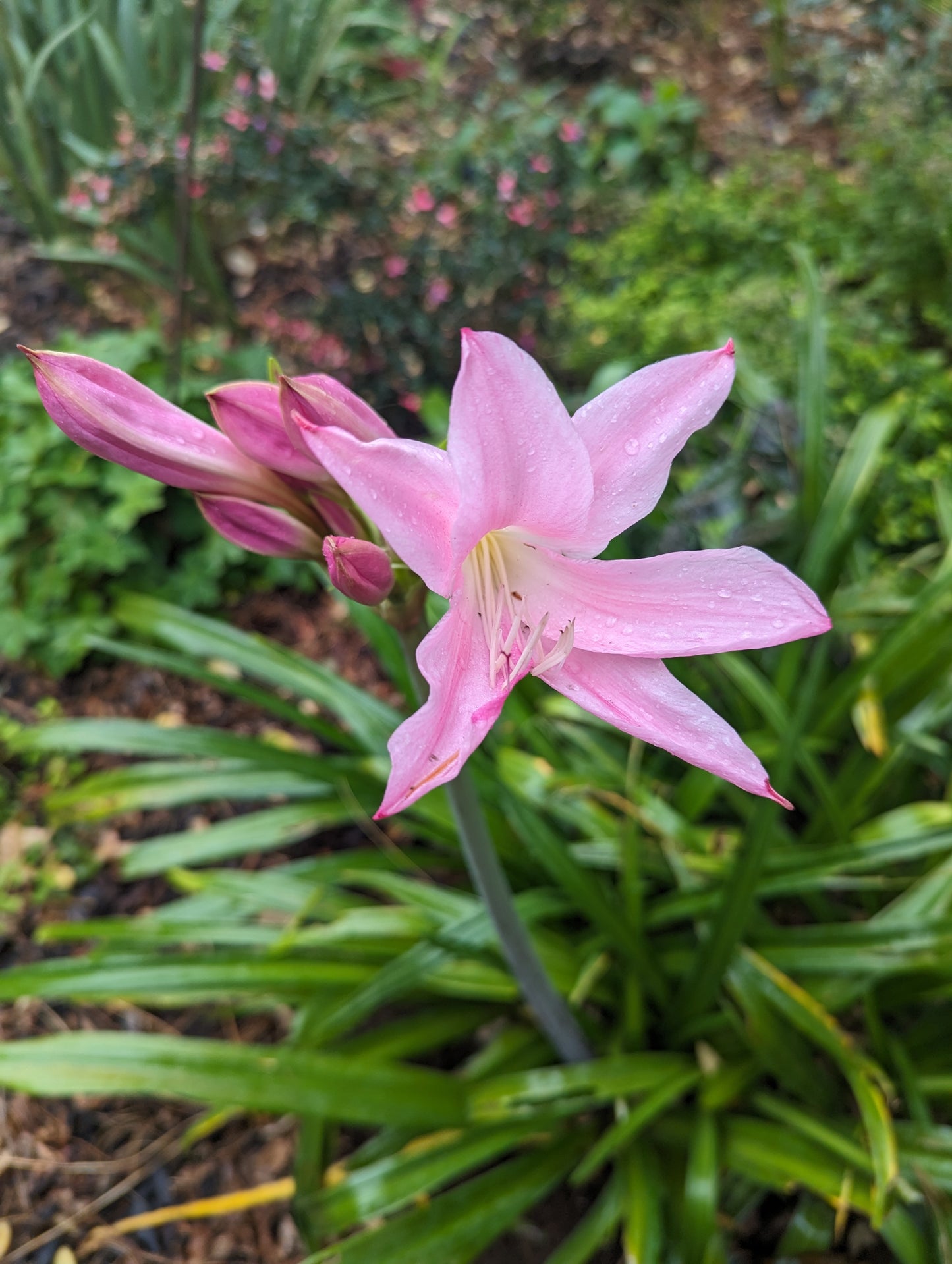 Amarcrinum 'Fred Howard'