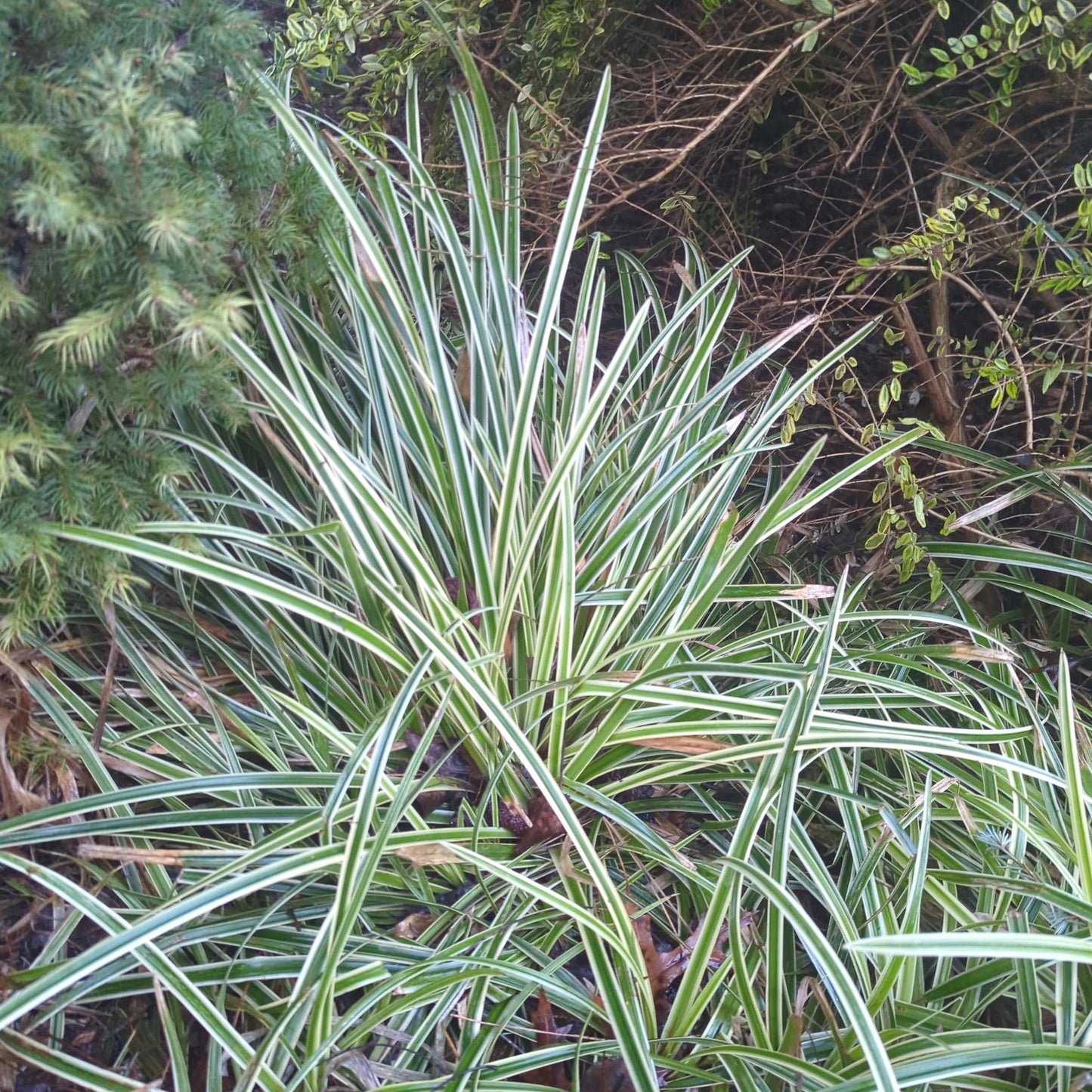 Carex 'Ice Dance'