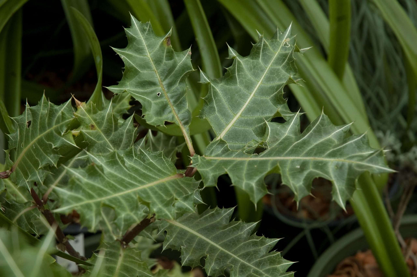 Acanthus sennii