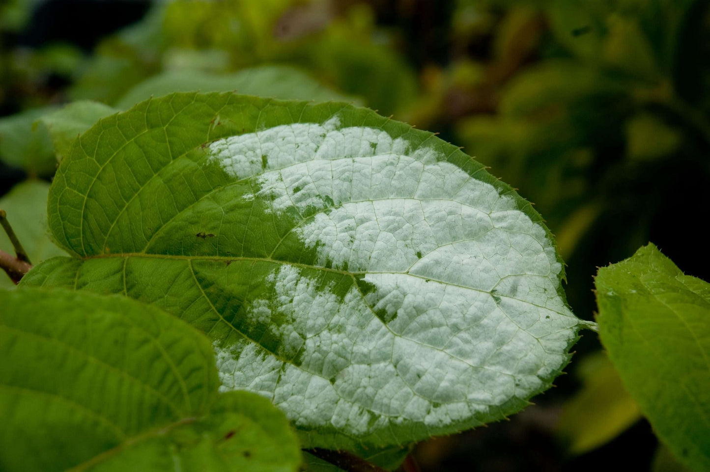 Actinidia kolomikta 'Arctic Beauty' hardy kiwi