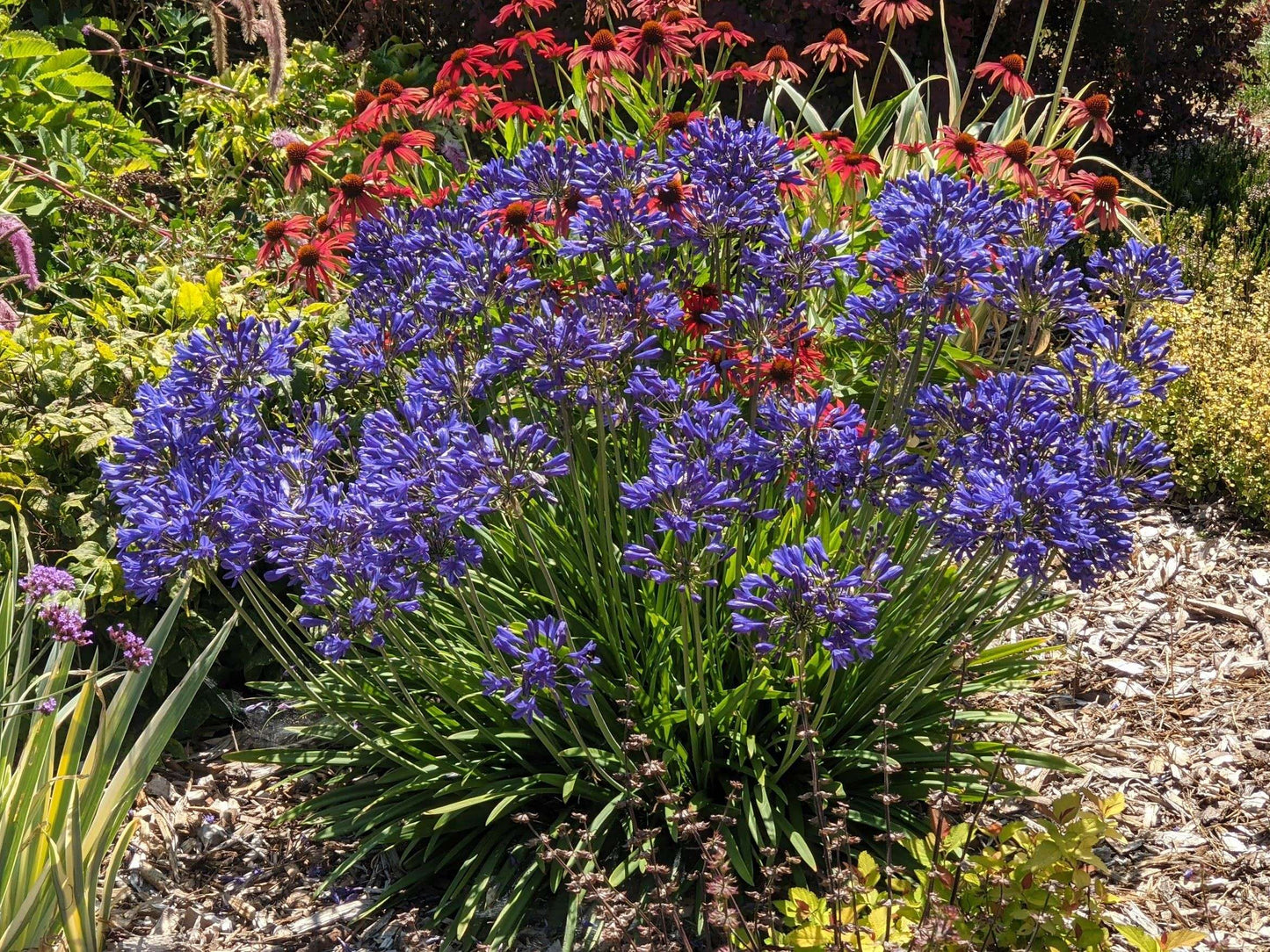 Agapanthus 'Brilliant Blue'