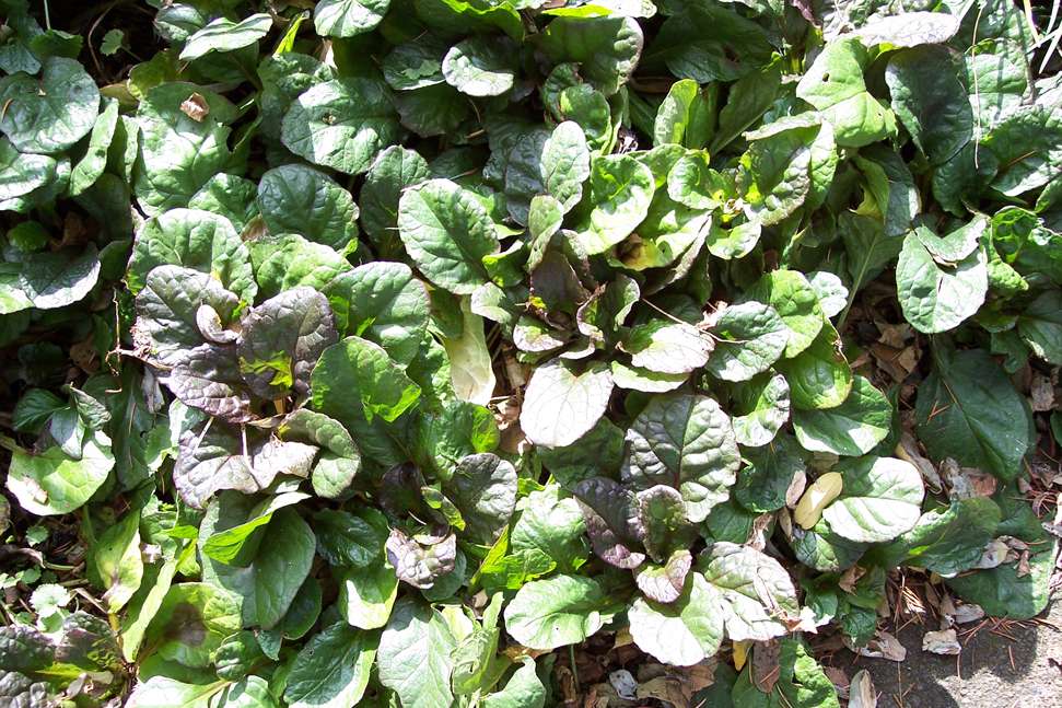 Ajuga reptans 'Catlin's Giant'