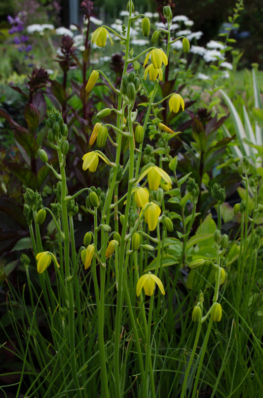 Albuca shawii