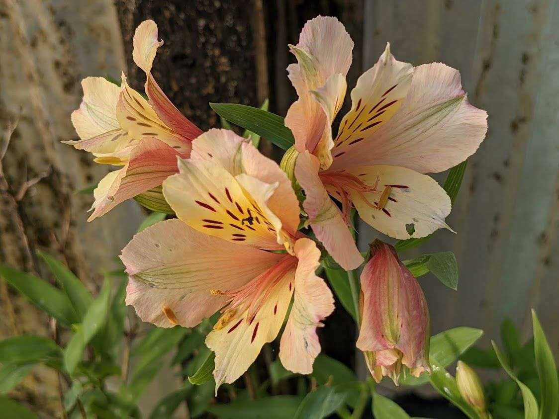 Alstroemeria 'Koice'