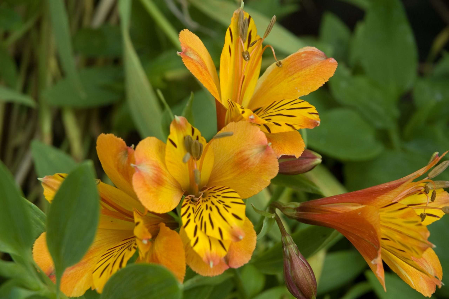 Alstroemeria 'The Third Harmonic'