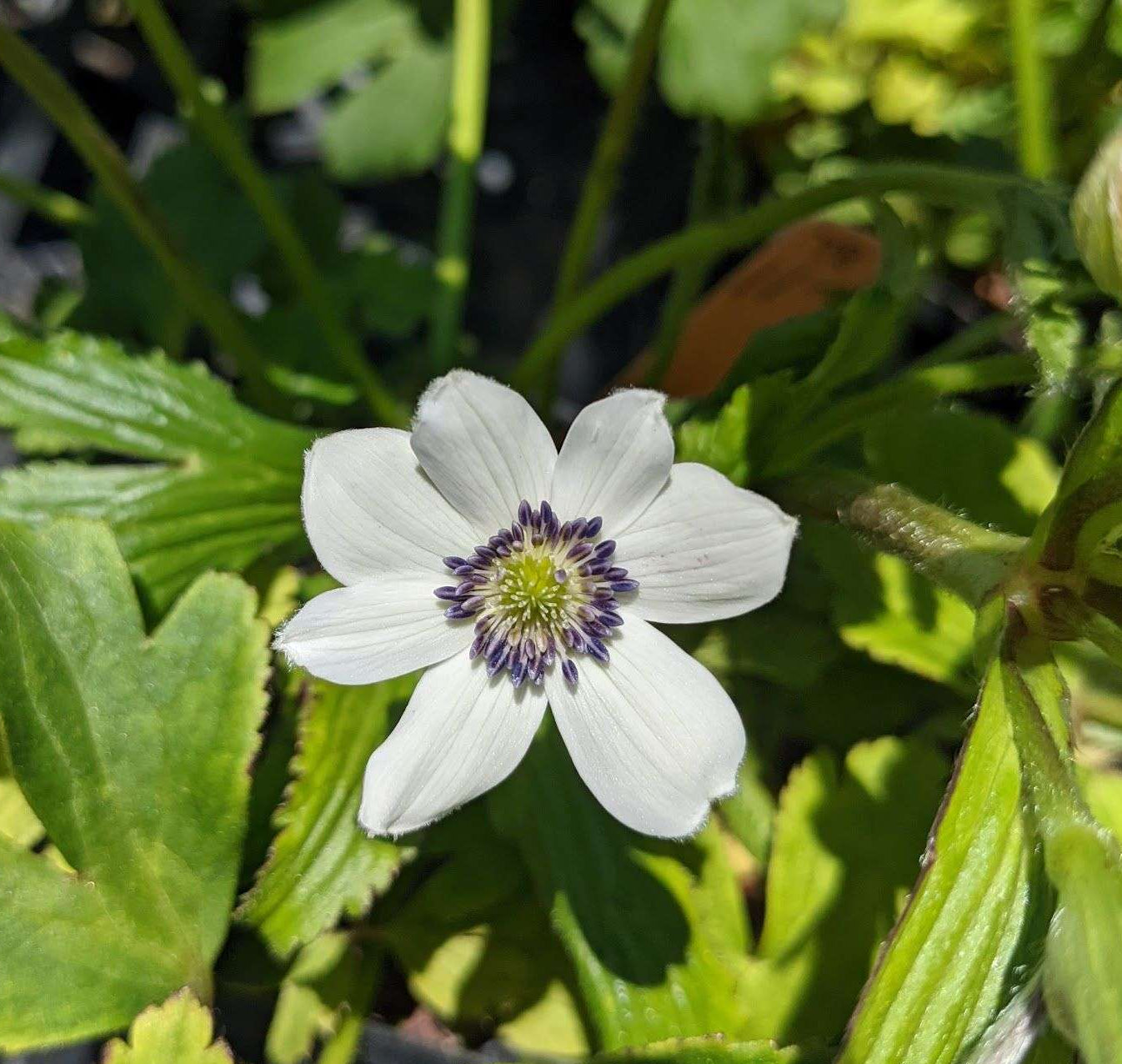 Anemone Rivularis - available for spring 2026 orders