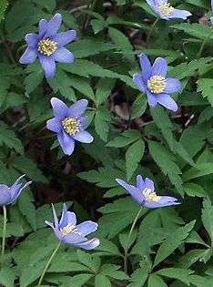 Anemone nemorosa 'Royal Blue'