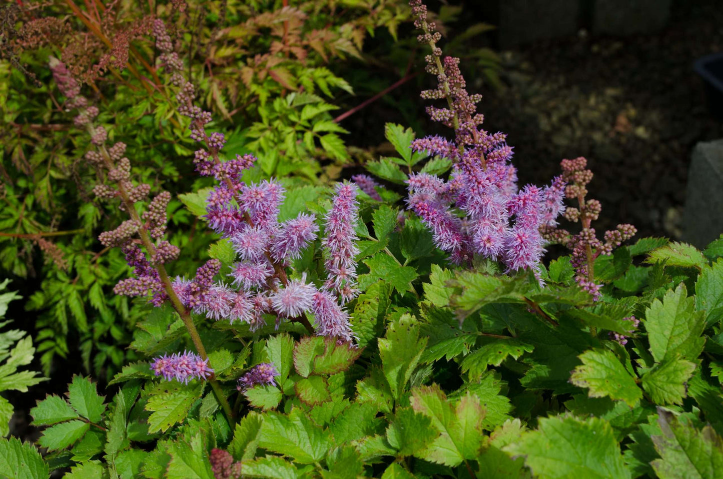 Astilbe chinensis pumila