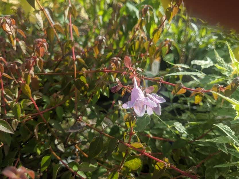 Abelia 'Pinky Bells'
