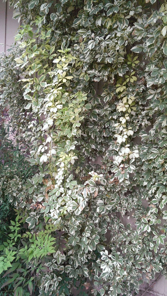 Acanthopanax sieboldianus 'Variegatus'