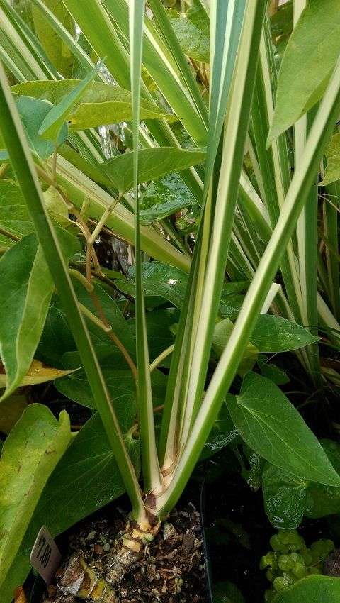 Acorus calamus 'Variegatus'