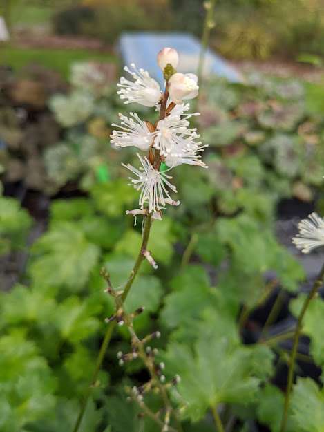 Actaea japonica 'Cheju-Do'